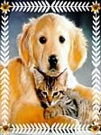 pic for Dog & Cat